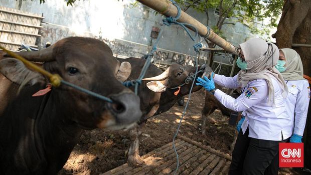 Sebanyak 74 ekor sapi kurban di lokasi penampungan Jalan Kemanggisan Raya RT 05/13, Kelurahan Palmerah, menjalani pemeriksaan kesehatan oleh Satuan Pelaksana Ketahanan Pangan, Kelautan dan Pertanian (KPKP) Kecamatan Palmerah. Jakarta, Rabu (06/05/2026). CNN Indonesia/Adi Ibrahim