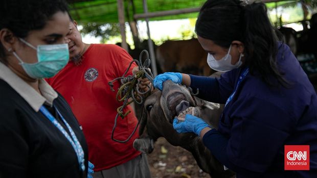ebanyak 74 ekor sapi kurban di lokasi penampungan Jalan Kemanggisan Raya RT 05/13, Kelurahan Palmerah, menjalani pemeriksaan kesehatan oleh Satuan Pelaksana Ketahanan Pangan, Kelautan dan Pertanian (KPKP) Kecamatan Palmerah. Jakarta, Rabu (06/05/2026). CNN Indonesia/Adi Ibrahim
