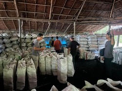 Hutan Mangrove di Riau Dirusak dan Dijadikan Arang, 2 Pelaku Ditangkap