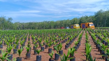 Bibit Sawit Asal Tanzania Disebar di RI, Apa Tujuannya?