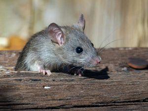 Hantavirus Adalah: Penyebab, Penularan, Gejala, Pencegahan, dan Pengobatannya