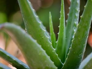 12 Tanaman yang Bisa Mengusir Hantu, Jin, dan Setan dari Rumah, Ada Aloe Vera!