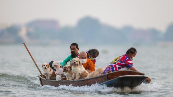 Biksu dan Anjing Kuil Susuri Sungai Chao Phraya
