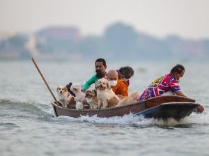 Biksu dan Anjing Kuil Susuri Sungai Chao Phraya