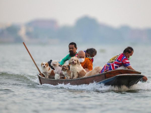 Biksu dan Anjing Kuil Susuri Sungai Chao Phraya