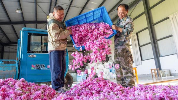 Desa di China Kembangkan Kebun Mawar Demi Dongkrak Pendapatan Warga