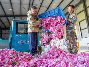 Desa di China Kembangkan Kebun Mawar Demi Dongkrak Pendapatan Warga