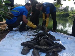 Pemda DIY Berantas Ikan Sapu-sapu di Rawa Kalibayem Bantul