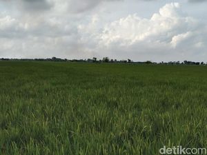 Padi hingga Jagung Jadi Andalan Majalengka untuk Swasembada Pangan