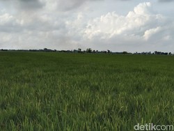 Padi hingga Jagung Jadi Andalan Majalengka untuk Swasembada Pangan