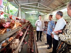 Ibas Dorong Peternakan Desa Jadi Penopang Ekosistem Pangan-Program MBG