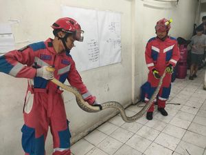 Bikin Kaget Warga Kalideres, Sanca 4 Meter Dievakuasi