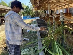 Peternak di Klungkung Ungkap Kesulitan Jual Sapi Jelang Idul Adha