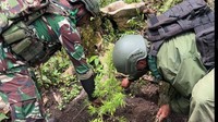OPM Papua Paksa Warga Tanam Ganja di Halaman Rumah, Sasar Generasi Muda