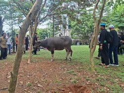 Keseruan Lebaran Depok 2026: Tradisi Potong Kerbau hingga Ambisi Tembus KEN