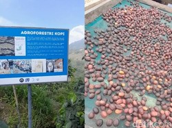Sehatkan Tubuh dan Jaga Bumi di Segelas Kopi Konservasi Aroma Mawar dari Boyolali