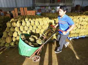 Durian di China Cuma Rp 90 Ribu! Pasokan Melimpah Bikin Harga Anjlok