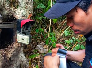 Intip Cara Kerja 80 Mata-Mata Macan Tutul di Sukabumi