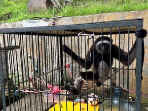 Seekor Owa Ditemukan Warga, Polresta Samarinda Serahkan ke BKSDA