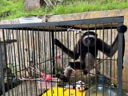 Seekor Owa Ditemukan Warga, Polresta Samarinda Serahkan ke BKSDA