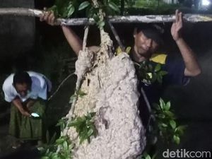 Sarang Tawon Seukuran Manusia Teror Warga Kalikotes Klaten Dievakuasi