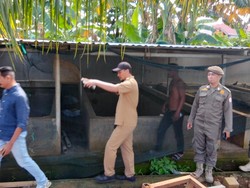 Geger Kandang Babi di Area Gudang Farmasi Makassar Resahkan Warga