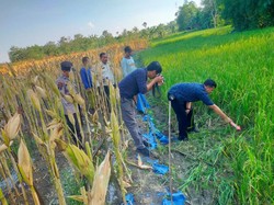 Tragis! Petani Grobogan Tewas Kesetrum Jebakan Tikus yang Dipasangnya Sendiri