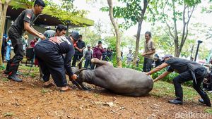 Tradisi Motong Kerbau Warnai Lebaran Depok 2026