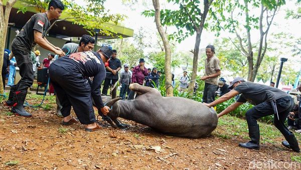 Tradisi Motong Kerbau Warnai Lebaran Depok 2026