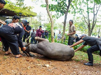 Tradisi Motong Kerbau Warnai Lebaran Depok 2026