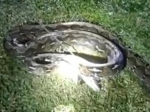 Ular Piton 6 Meter Serang Warga Polman Saat Berkeliaran di Permukiman