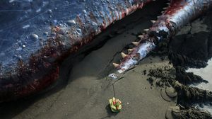 Warga dan Petugas Tangani Paus Terdampar di Pantai Melaya