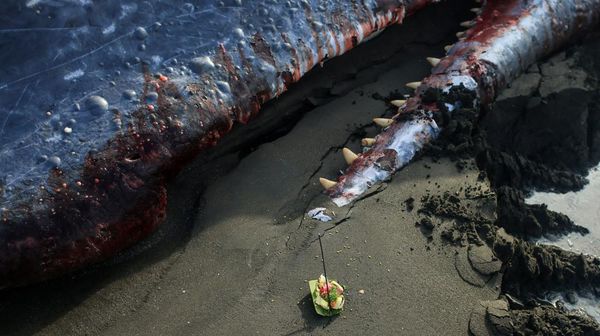 Warga dan Petugas Tangani Paus Terdampar di Pantai Melaya