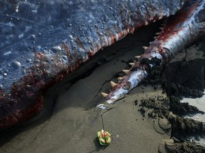Warga dan Petugas Tangani Paus Terdampar di Pantai Melaya
