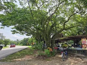 Haru di Balik 20 Tahun Penjual Tetap Hidangkan Nasi Lemak Seharga Rp 1.900