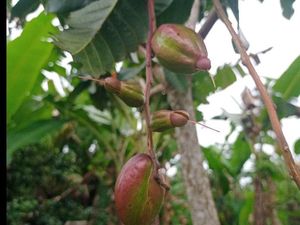 Mengenal Putat, Buah Unik yang Kerap Jadi Lalapan