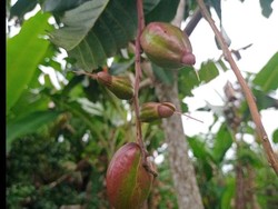 Mengenal Putat, Buah Unik yang Kerap Jadi Lalapan