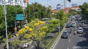 Bunga Tabebuya Mulai Bermekaran di Kota Surabaya