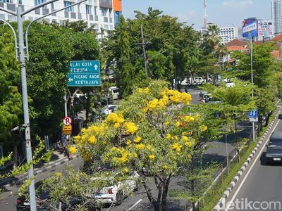 Bunga Tabebuya Mulai Bermekaran di Kota Surabaya