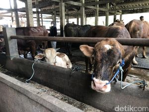 Pemprov Sumsel Pastikan Stok dan Kesehatan Hewan Kurban Jelang Idul Adha