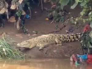 Video: Heboh Buaya Putih Muncul di Sungai Cisadane