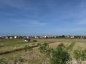 Subak di Denpasar Tersisa 1.915 Hektare, Densel dan Denut Mulai Terancam