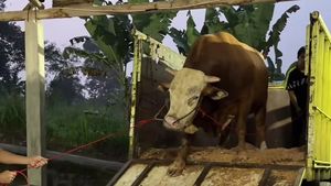 Penampakan 1 Sapi Jumbo Maia Estianty untuk Kurban