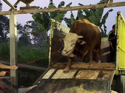 Penampakan 1 Sapi Jumbo Maia Estianty untuk Kurban