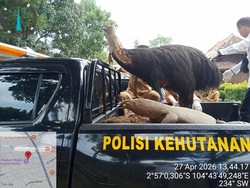 BKSDA Sumsel Terima 19 Opsetan Satwa Dilindungi dari Museum Balaputra Dewa