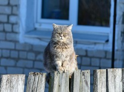 9 Pertanda Baik dan Buruk dari Perilaku Kucing Menurut Primbon Jawa