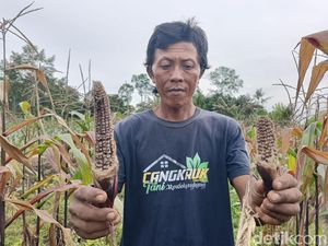 Serangan Tikus Rusak Jagung hingga Cabai di Sawah Lumajang