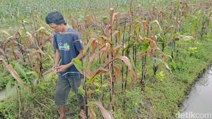Terancam Gagal Panen, Petani Lumajang Keluhkan Serangan Hama Tikus