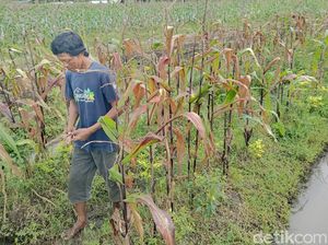 Terancam Gagal Panen, Petani Lumajang Keluhkan Serangan Hama Tikus