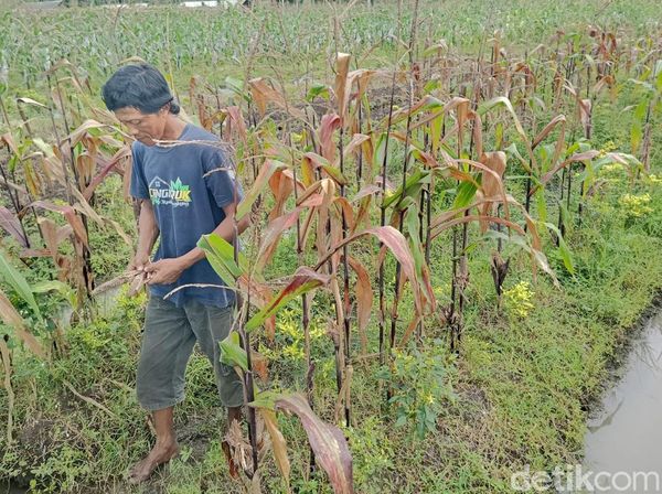 Terancam Gagal Panen, Petani Lumajang Keluhkan Serangan Hama Tikus